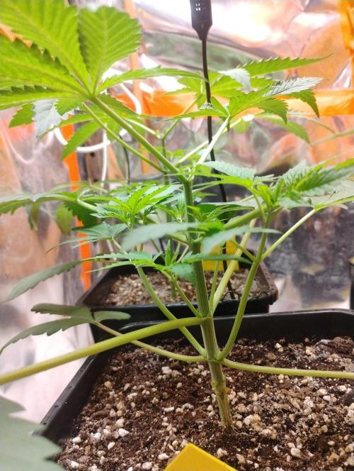 Kutil sa zabáva.. Week 4