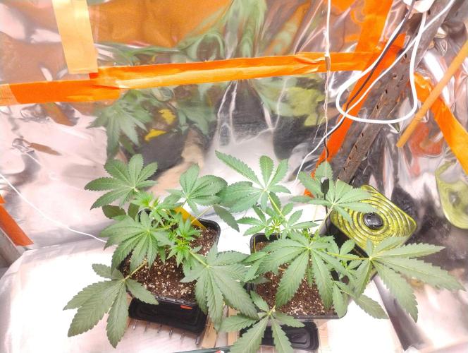 Kutil sa zabáva.. Week 4