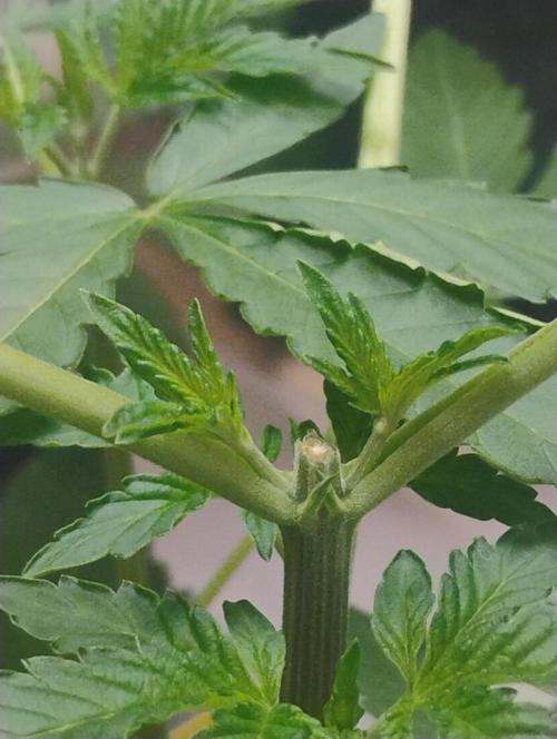 Kutil sa zabáva.. Week 4