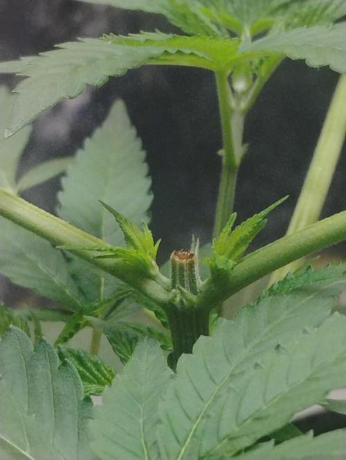 Kutil sa zabáva.. Week 4