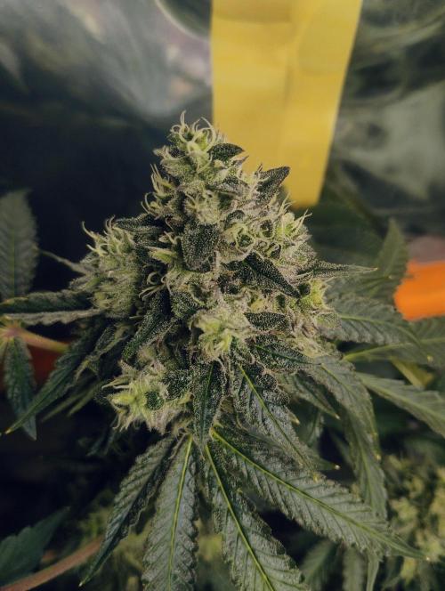 Kutil sa zabáva.. Week 13