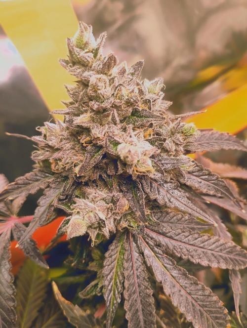 Cookies Gelato. Week 16