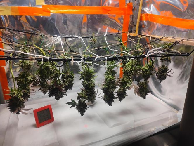 Cookies Gelato. Week 17