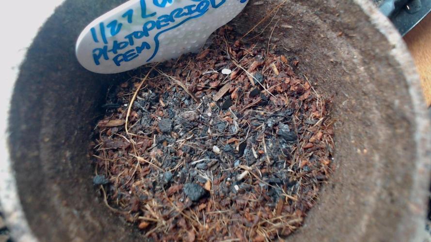 DIRTY BIRD photos -Lunas Wrath/Sugar Rim. Week 0