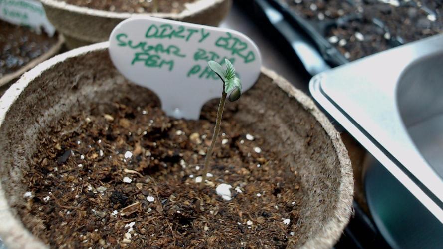 DIRTY BIRD photos -Lunas Wrath/Sugar Rim. Week 0 - seed 2 sown w/ seed 1 - sugar rim lacking behind lucys by about a day