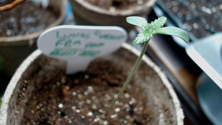 DIRTY BIRD photos -Lunas Wrath/Sugar Rim. Week 0 - closeup seed 1 sown -2.5 days 