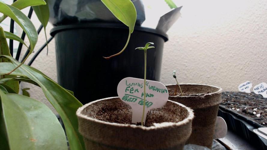 DIRTY BIRD photos -Lunas Wrath/Sugar Rim. Week 0 - seed 1 sown -2.5 days 100% jiffy starter mix heavy mist spray and bag for humid