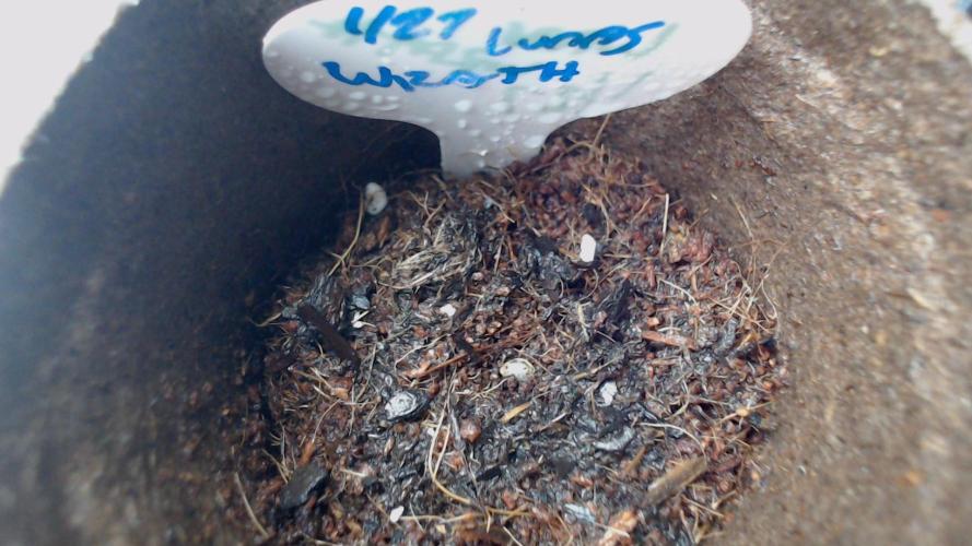 DIRTY BIRD photos -Lunas Wrath/Sugar Rim. Week 0 - seed 3 sown 100% coco coir - sprinkle of crushed dirt cover 