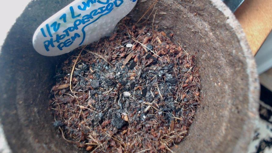 DIRTY BIRD photos -Lunas Wrath/Sugar Rim. Week 0 - seed 4 sown 100% coco coir - sprinkle of crushed dirt cover 