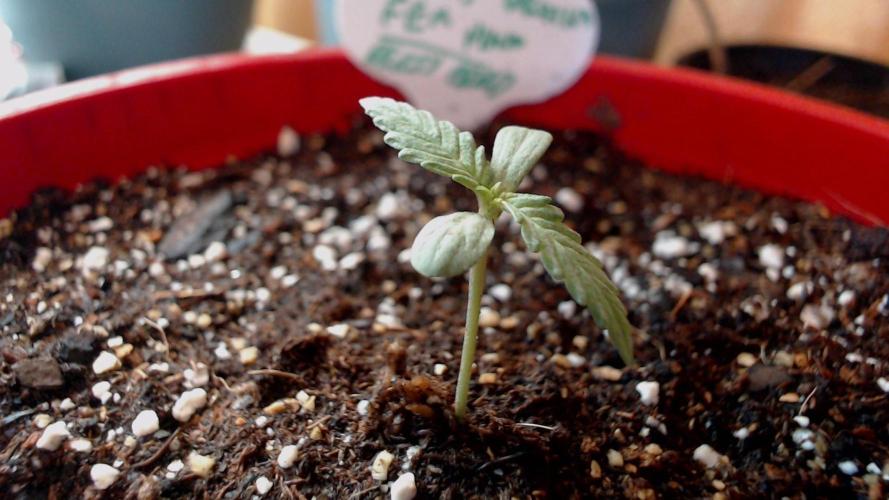 DIRTY BIRD photos -Lunas Wrath/Sugar Rim. Week 1 - lunas wrath transplant