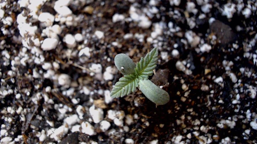 DIRTY BIRD photos -Lunas Wrath/Sugar Rim. Week 1 - Sugar rim looks stunting. Too early to tell.