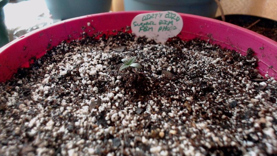 DIRTY BIRD photos -Lunas Wrath/Sugar Rim. Week 1 - bit more perlite on top mix