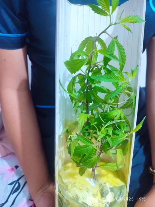 Cultivando con C21 Nutrients. Week 0 - Así me llego el Bopple Nut también de Medellín a Pereira