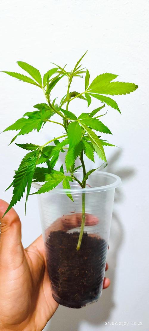 Cultivando con C21 Nutrients. Week 0 - Coco chimera, día 1 antes de pasarlo al sustrato y matera de 5 litros