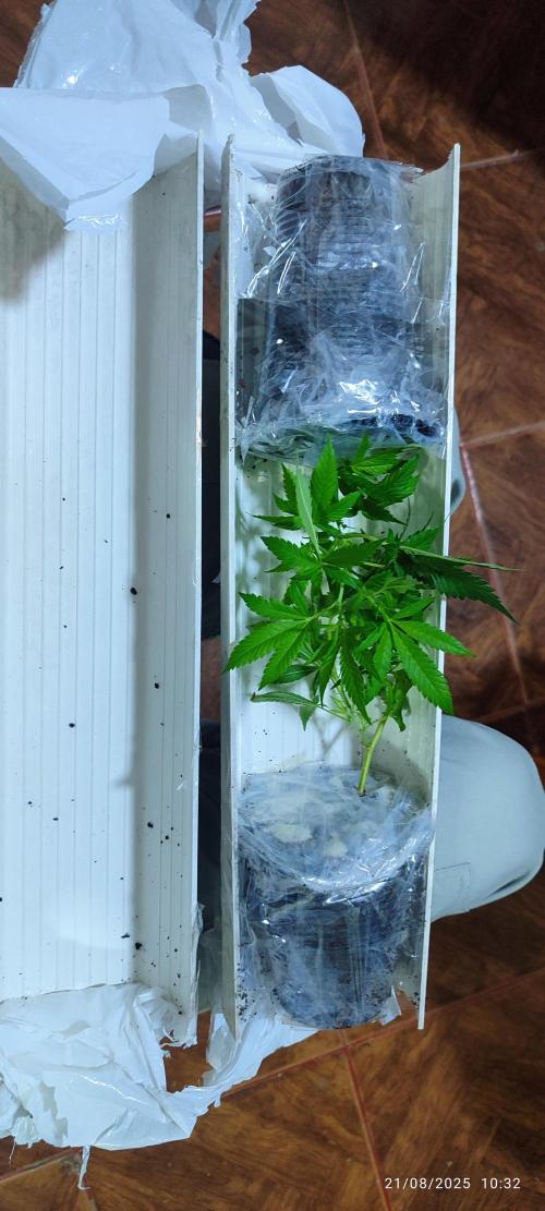 Cultivando con C21 Nutrients. Week 0 - De esta manera me llegan los esquejes de coco chimera, desde Medellín a Pereira 