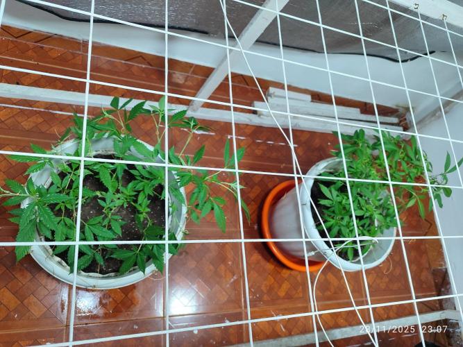 Cultivando con C21 Nutrients. Week 1 - Aquí ya van las dos bebés... 