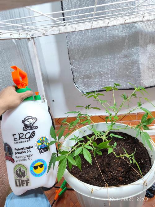 Cultivando con C21 Nutrients. Week 1 - Preparación de fungicida y acaricida e insecticida organico