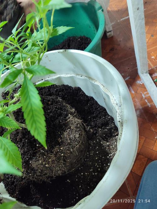 Cultivando con C21 Nutrients. Week 1 - Humus de lombriz con coco buferizado y perlita