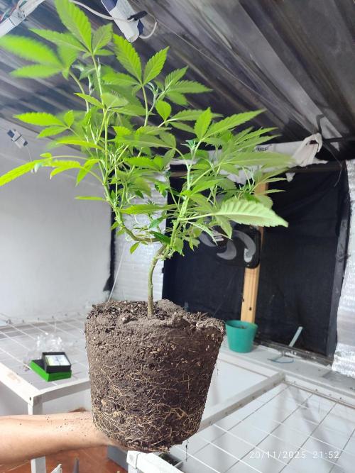 Cultivando con C21 Nutrients. Week 1 - Puro vigor!! 