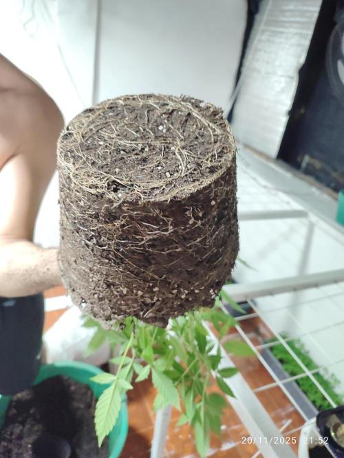 Cultivando con C21 Nutrients. Week 1 - Aquí apreciamos su sistema radicular antes del transplante final 
