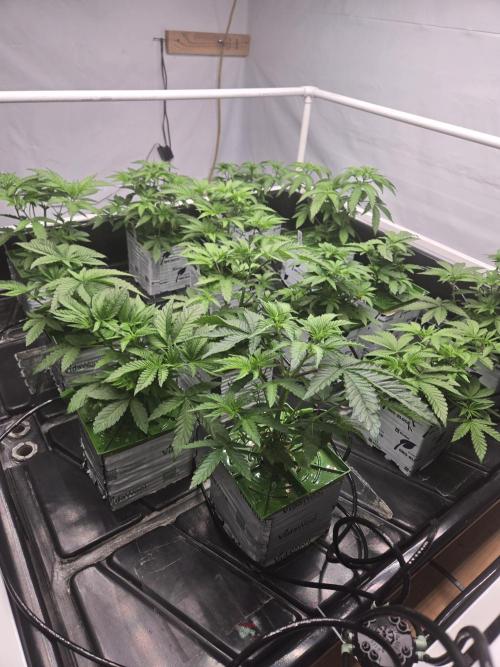 1st diary. Week 4 - Being grown in 6x6x4 rockwool blocks