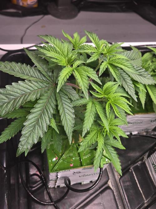 1st diary. Week 4 - Ruby red