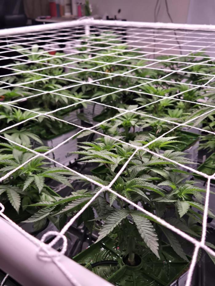 1st diary. Week 1 - Ist day of 12/12 period 
Everything is looking healthy so far!