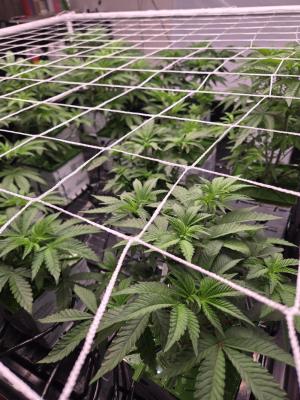 Comment by Lemons514 photo #1