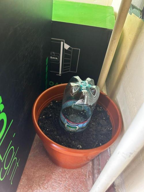 First Grow | Super Lemon Haze. Week 0 - D1