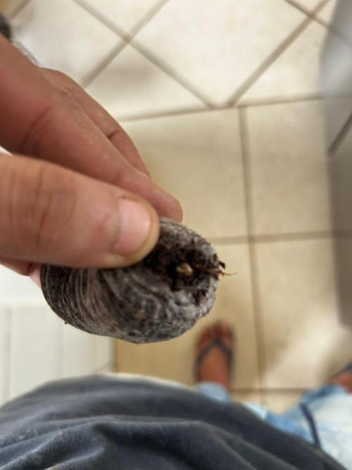 First Grow | Super Lemon Haze. Week 0 - D0