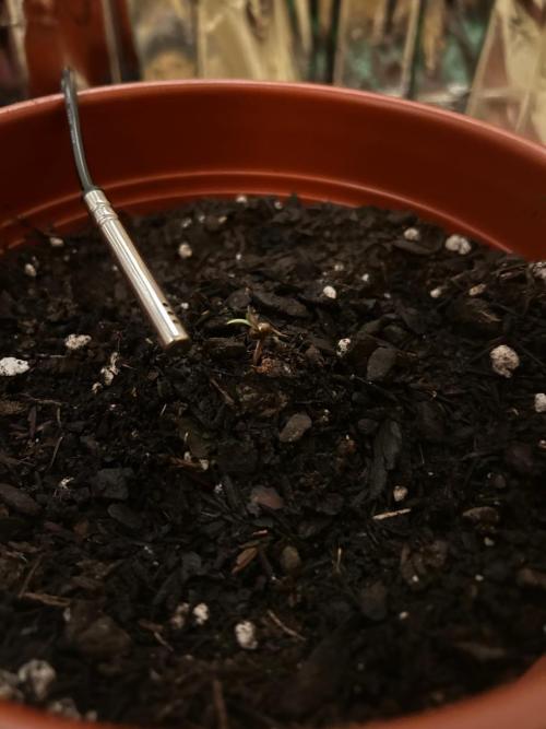 First Grow | Super Lemon Haze. Week 0 - D3