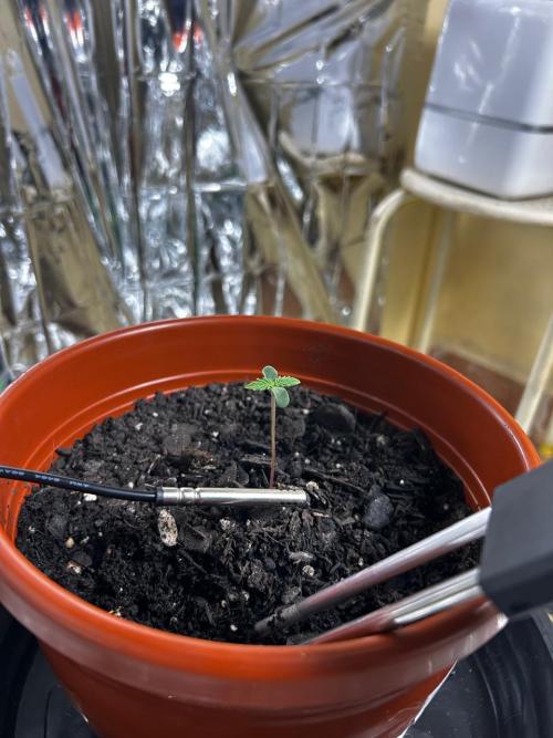 First Grow | Super Lemon Haze. Week 1 - jan25