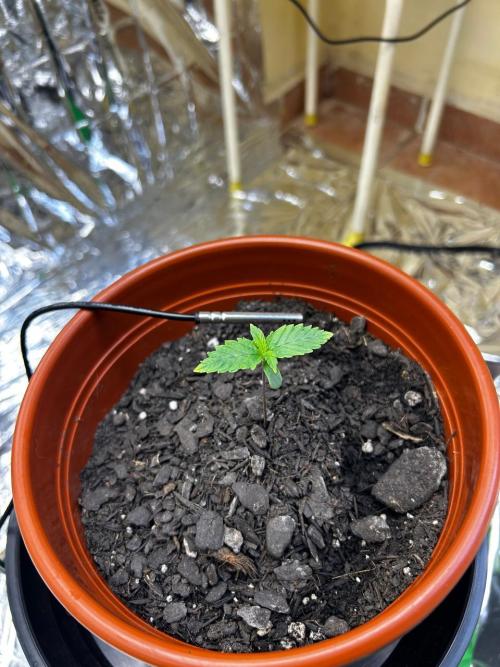 First Grow | Super Lemon Haze. Week 1 - jan29