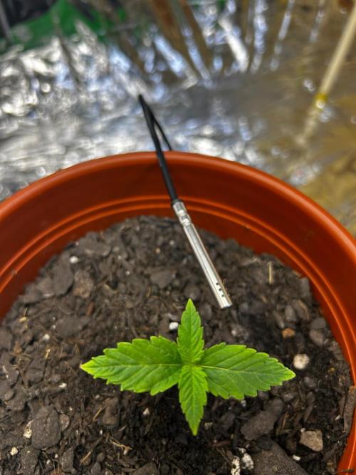 First Grow | Super Lemon Haze. Week 1 - jan30