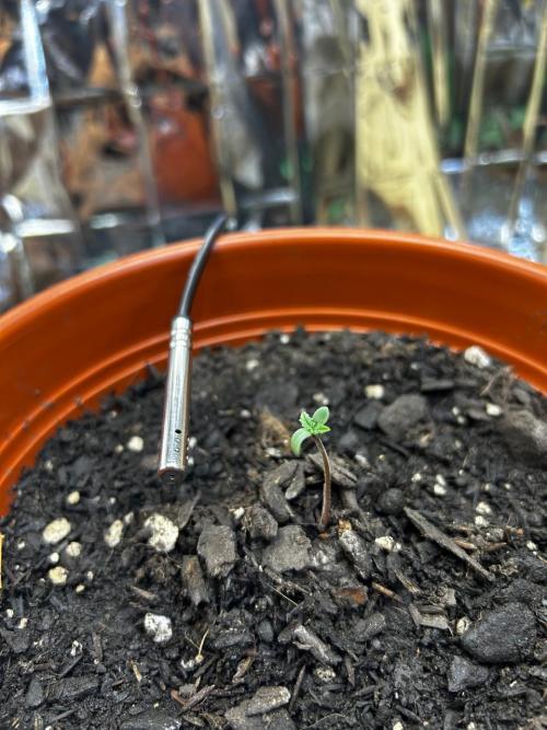 First Grow | Super Lemon Haze. Week 1 - jan24