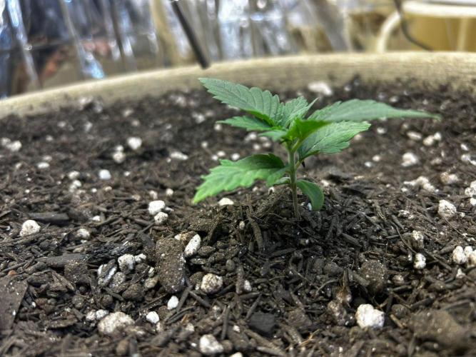 First Grow | Super Lemon Haze. Week 2 - feb4