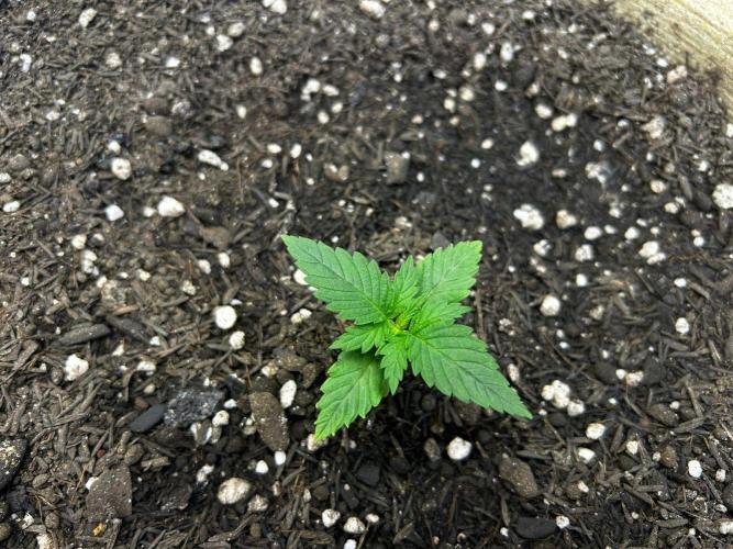 First Grow | Super Lemon Haze. Week 2 - feb3