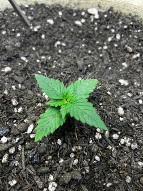 First Grow | Super Lemon Haze. Week 2 - feb2