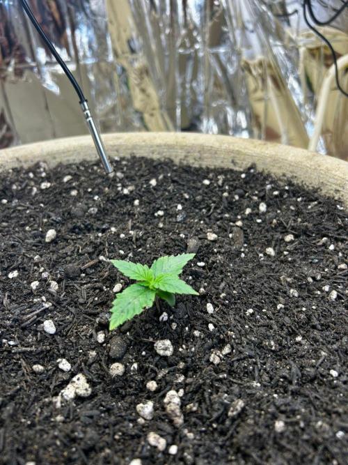 First Grow | Super Lemon Haze. Week 2 - jan31 - post transplant