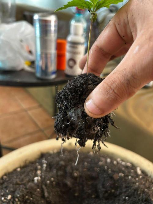 First Grow | Super Lemon Haze. Week 2 - jan31 - roots