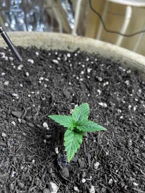 First Grow | Super Lemon Haze. Week 2 - feb1