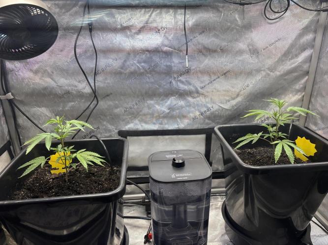 RS11 Loud Clones. Week 2