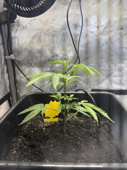 RS11 Loud Clones. Week 2