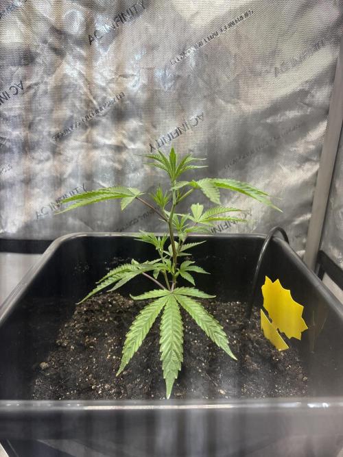 RS11 Loud Clones. Week 2