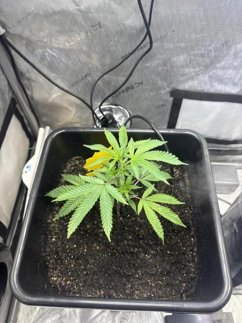 RS11 Loud Clones. Week 2