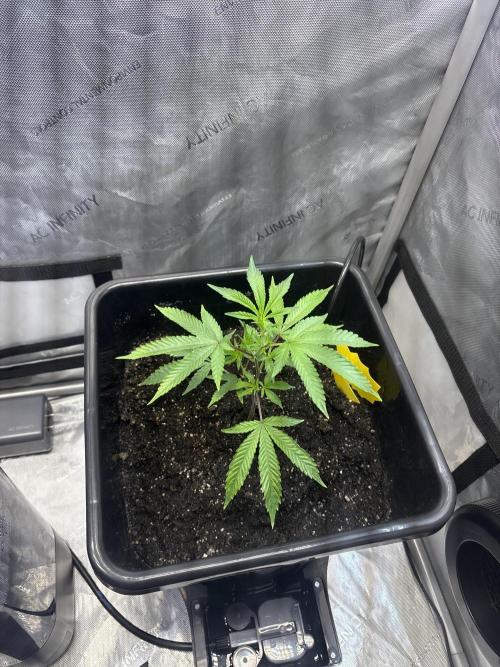 RS11 Loud Clones. Week 2
