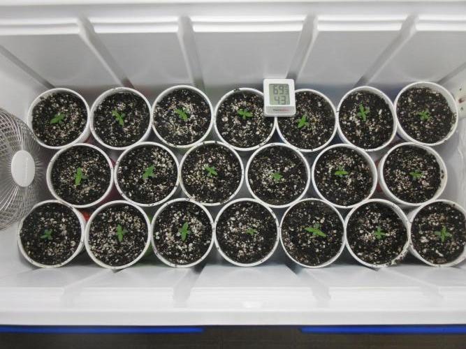 Grapefruit Grow. Week 0 - Several strains germinated in custom grow box