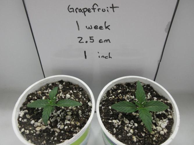 Grapefruit Grow. Week 1 - 1 week veg