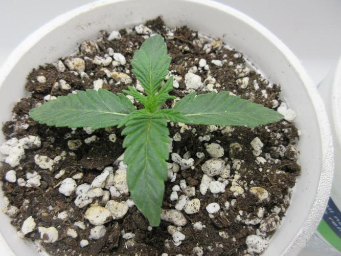 Grapefruit Grow. Week 1 - One of Two