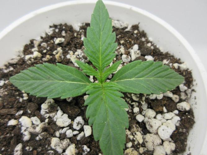 Grapefruit Grow. Week 1 - Two of Two